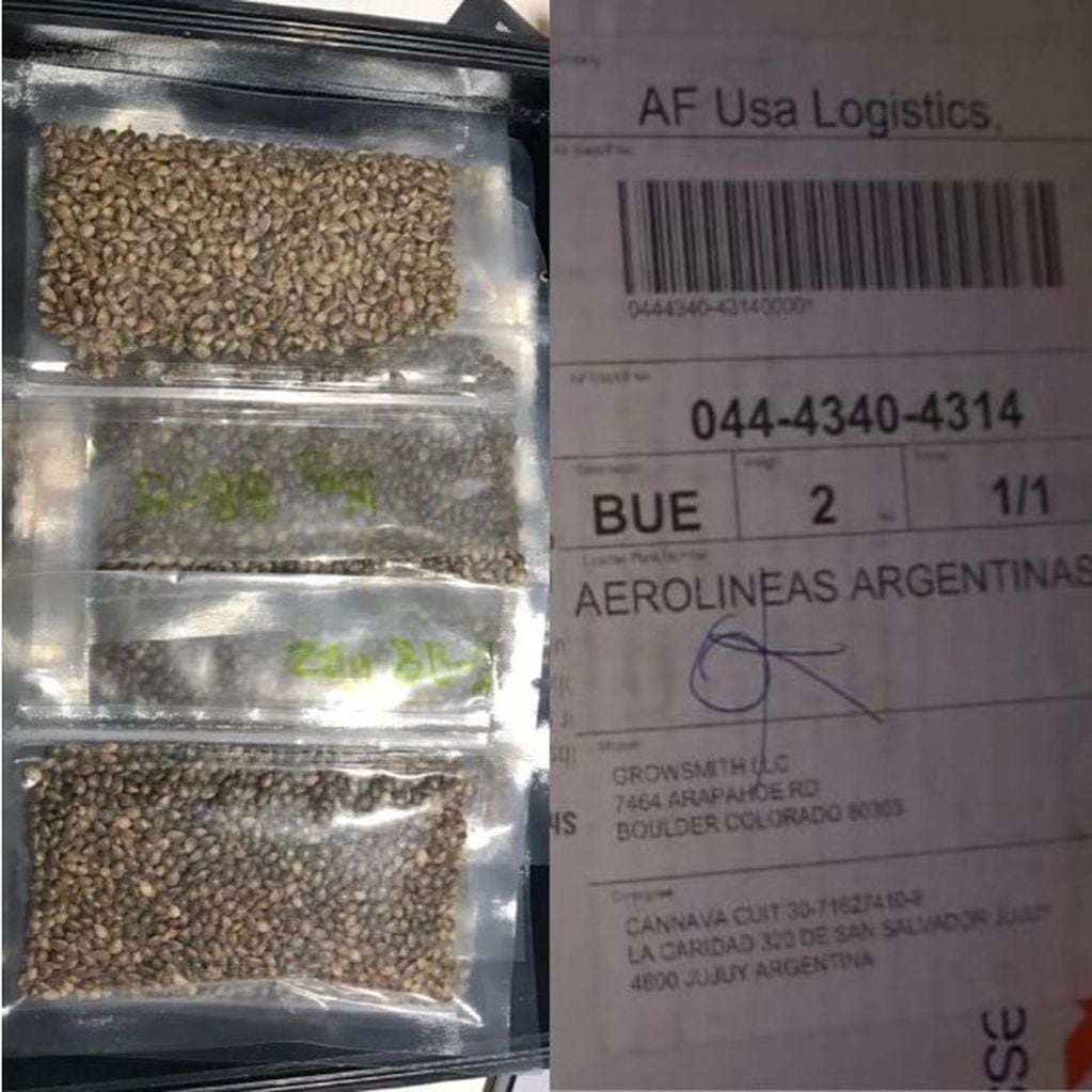 En julio de este año llegó a Jujuy el primer envío de semillas de cannabis para plantas madres que serán cultivadas en la finca El Pongo por la empresa estatal Cannabis Avatara S.E.