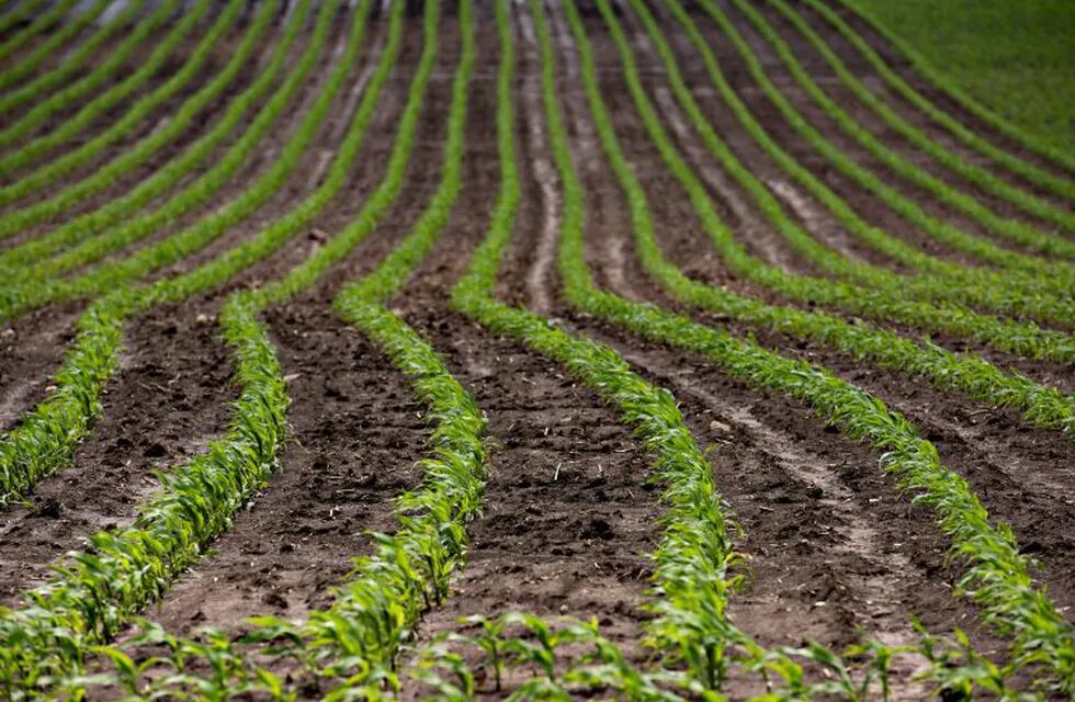 Photographer: Daniel Acker/Bloomberg eeuu illinois  eeuu plantacion de maiz en illinois campos cultivos plantaciones