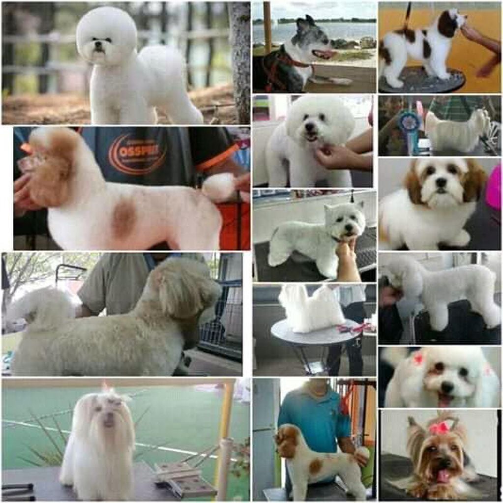 CUB Tienda de mascotas también ofrece peluquería canina