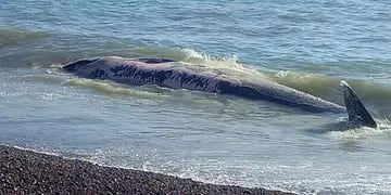 Apareció una ballena muerta en la costanera de Caleta Olivia.
