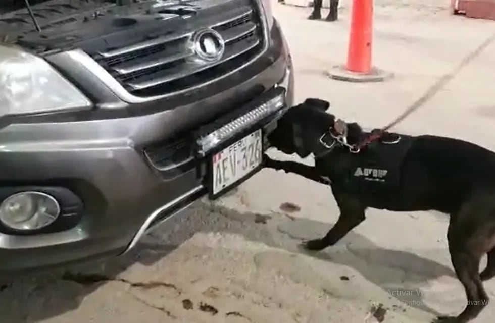 A pesar del artilugio dispuesto para ocultar la droga, el perro Kuai detectó la cocaína en el zona de motor del vehículo.