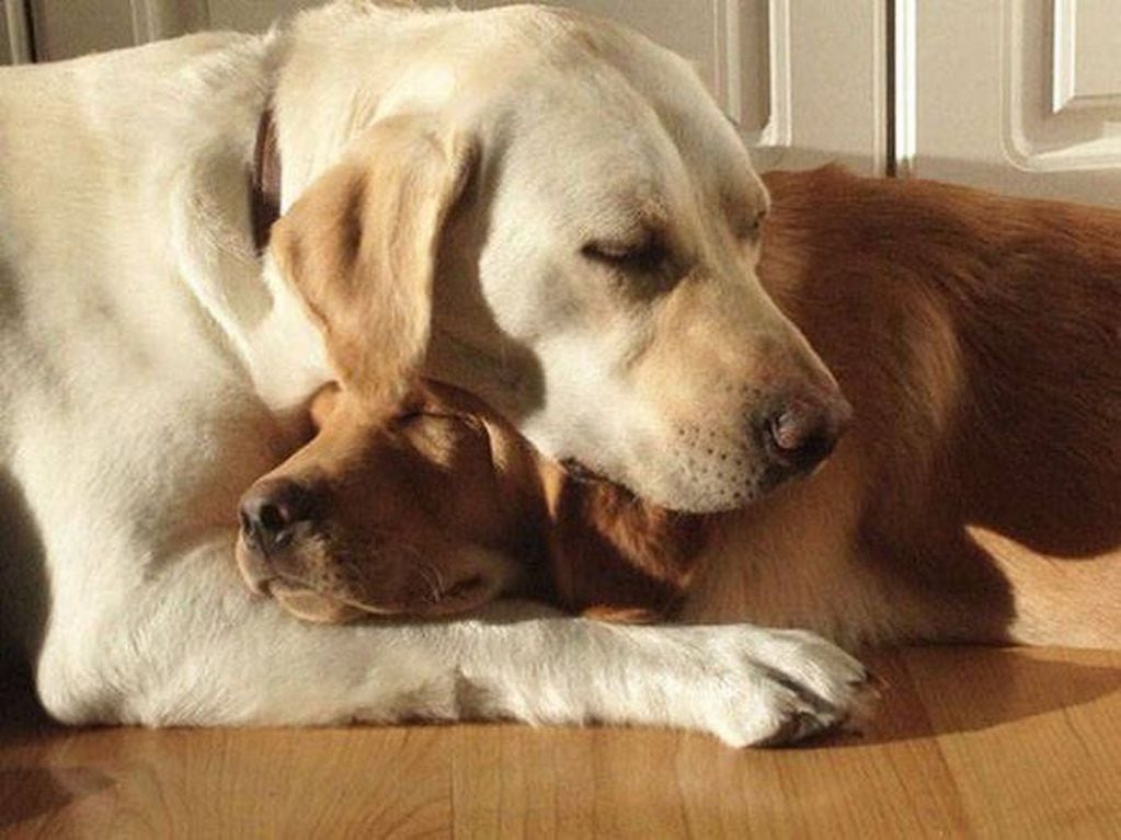 El pequeño fue atacado por cuatro perros.