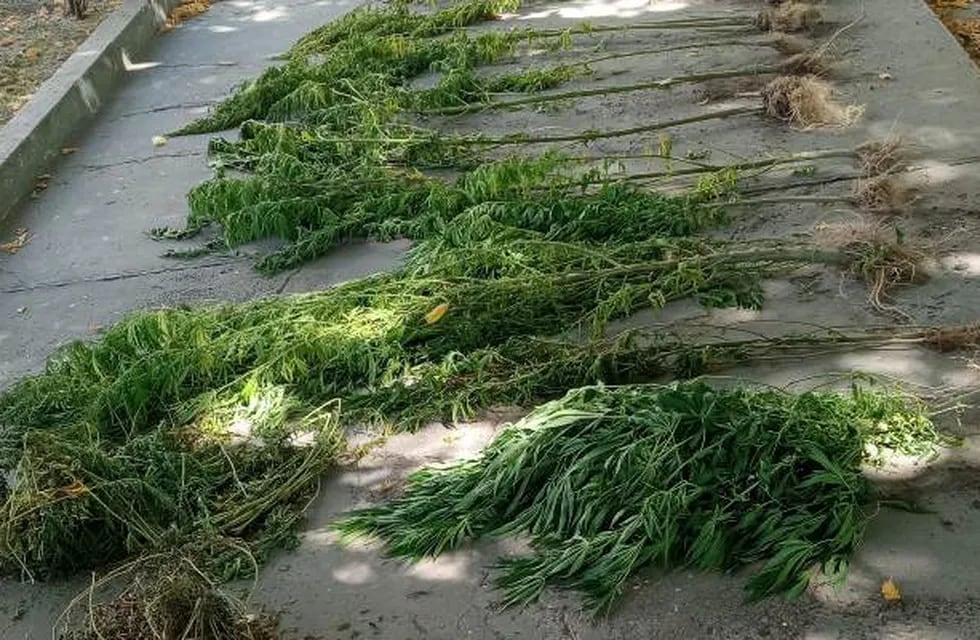 Parte de las plantas de marihuana que fueron secuestradas por personal de Lucha contra el Narcotráfico en una vivienda de Ruta 40 en San Carlos. Gentileza El Cuco