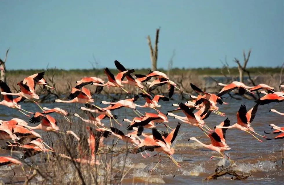 Flamencos en el Mar de Ansenuza