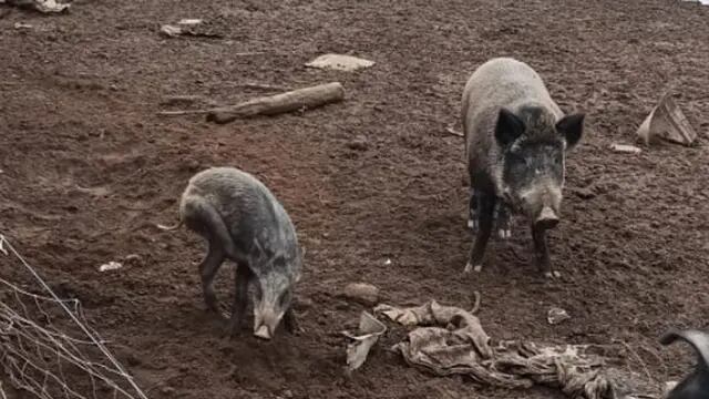 Los animales. (Policía)