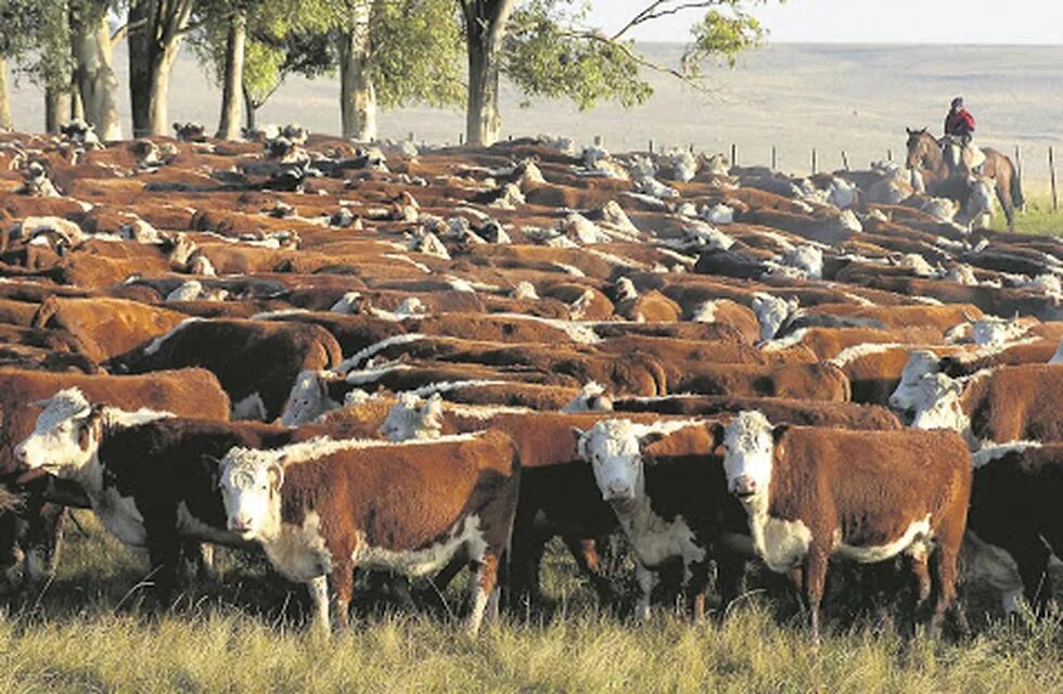 Ganado vacuno, ganado Hereford,  vacas , campo, en Durazno, nd 20070531, foto Ariel Colmegna, Archivo El Pais