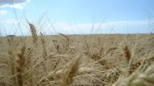 Cultivo de trigo en Córdoba