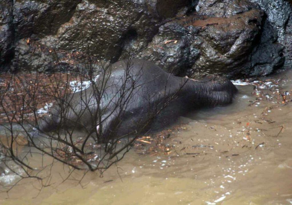 Ya son once los elefantes que murieron por caer en una cascada tailandesa.