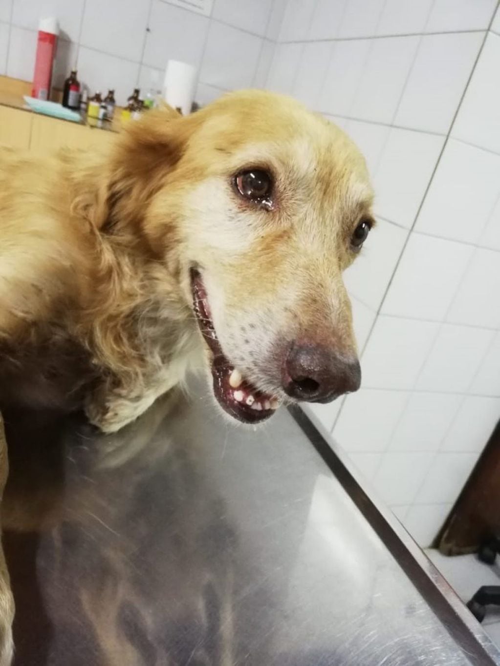 Duke, el perrito rescatado en Circunvalación por Matías Cejas y cuya historia en Twitter emocionó a todos. (Twitter)