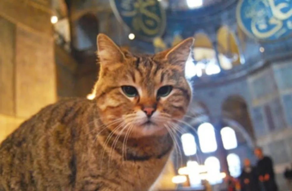 Gli era considerada la gata más famosa de Turquía. (Instagram/hagiasophiacat)