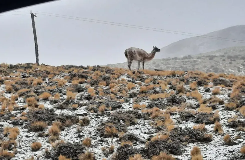 Mirá las increíbles postales del Parque Nacional El Leoncito cubierto de nieve