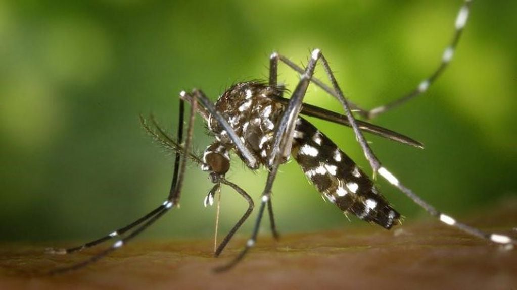 Repelentes para evitar el dengue, zika o chikungunya.
