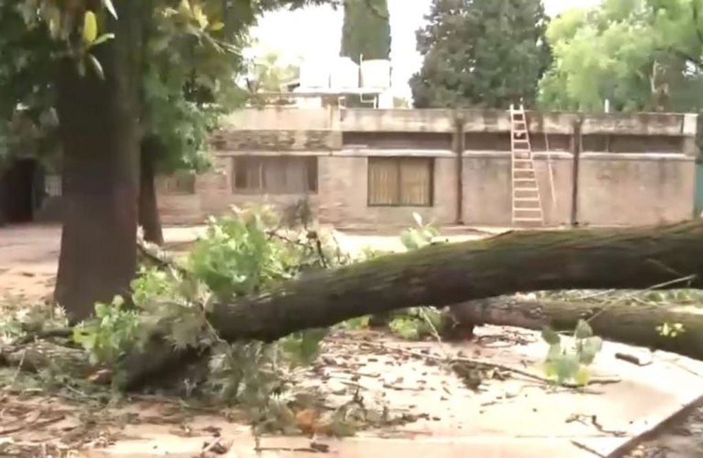 La escuela debió suspender las clases y se realizan tareas para retirar el agua y el árbol caído.