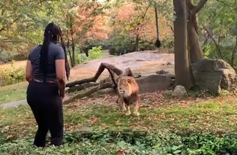Una mujer ingresó al predio de los leones en el zoo de Bronx (Web)