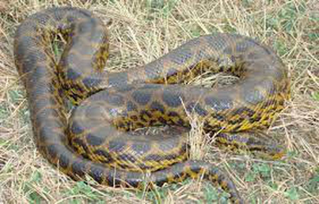 La serpiente encontrada en el Barrio Ponce tiene una extensión de cuatro metros.