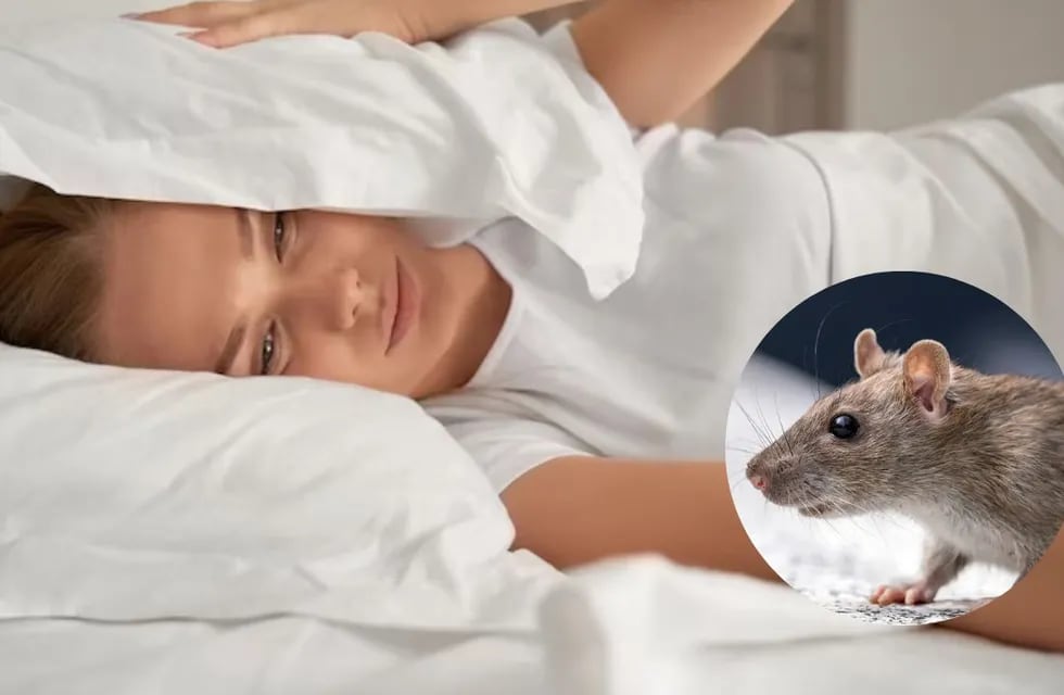 ¿Es malo soñar con ratas? Qué significa y por qué debés estar alerta