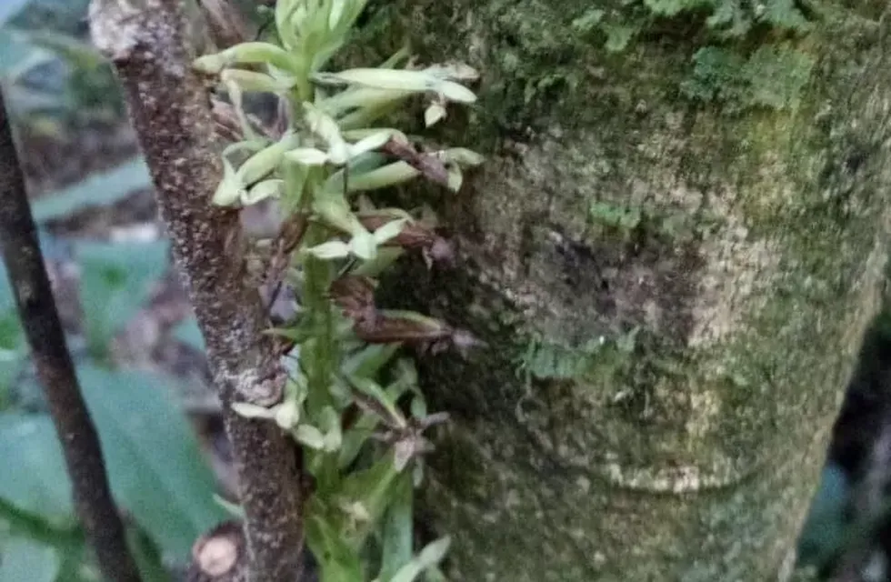 Una nueva especie de orquídea terrestre fue descubierta en el Parque Nacional Iguazú.