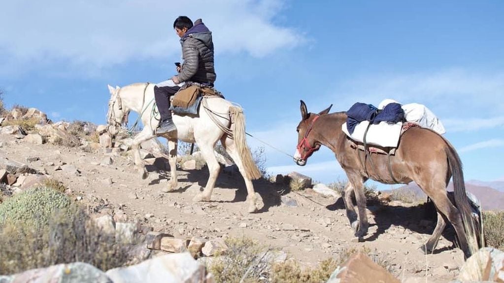 En su punto más alto, el camino a Molulo alcanza unos 4.700 metros de altitud, lo que requiere de personal avezado y animales de carga apropiados para la misión de llevar las urnas a esa región jujeña.