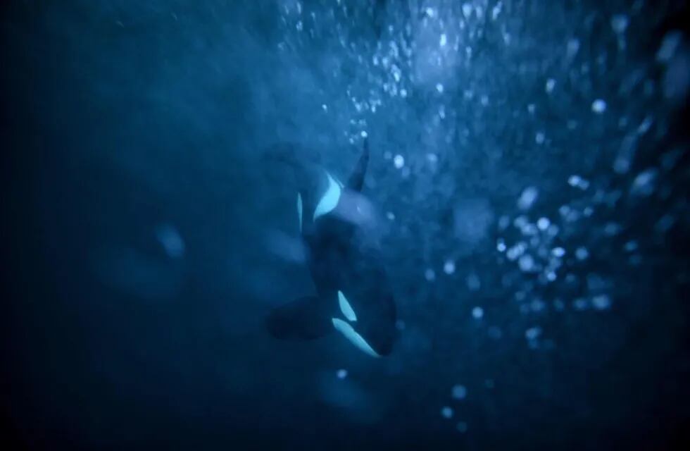 A female Orca chases herrings on January 14, 2019.