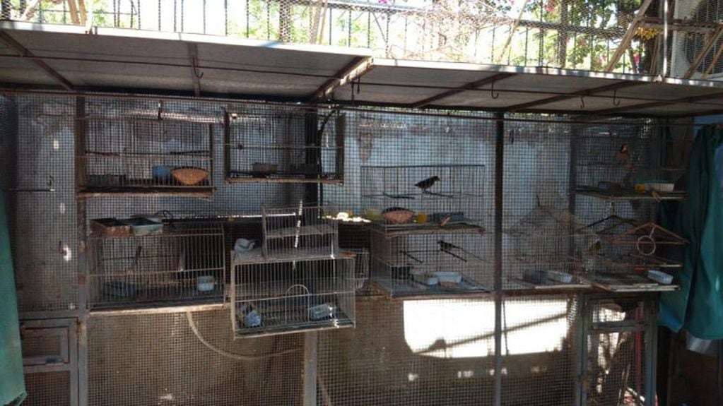 Rescataron animales del comercio ilegal. Foto: Prensa Gobierno de Medoza.