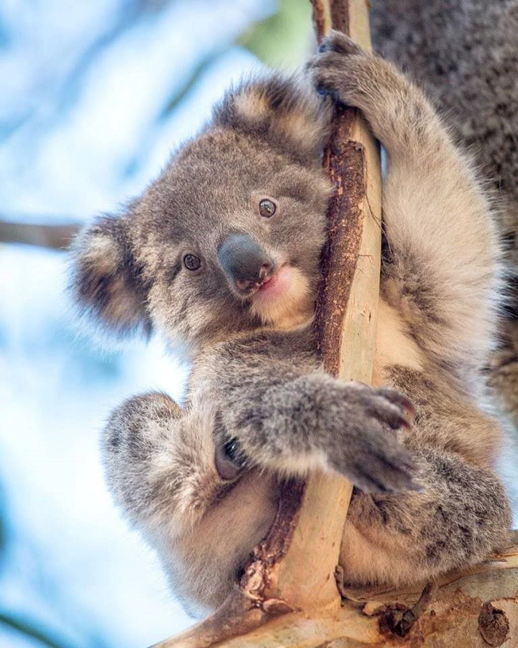 Un tierno Koala lame un árbol para calmar la sed (Web)
