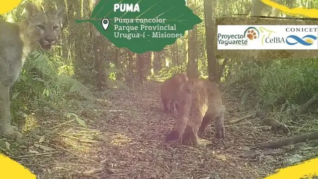 Parque Provincial Urugua-í: un puma y sus crías fueron registradas por cámaras. Foto: Red Yaguareté