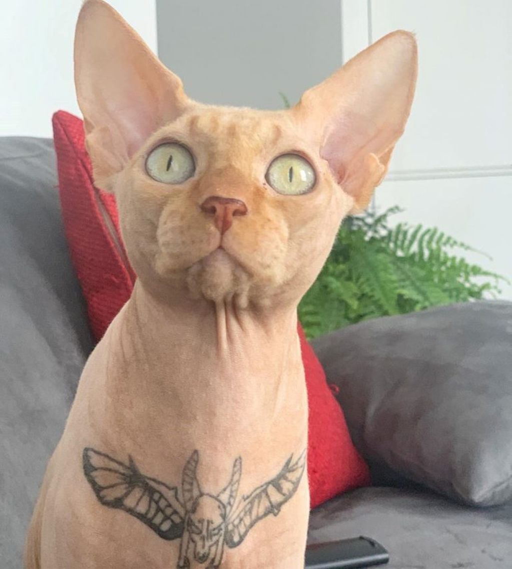 Polémica por una nueva tendencia que propone tatuar a los gatos