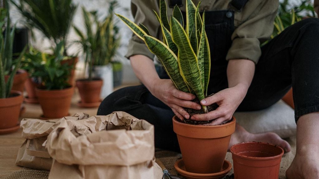 El agua gelificada también es una buena opción para mantener las plantas durante las vacaciones.