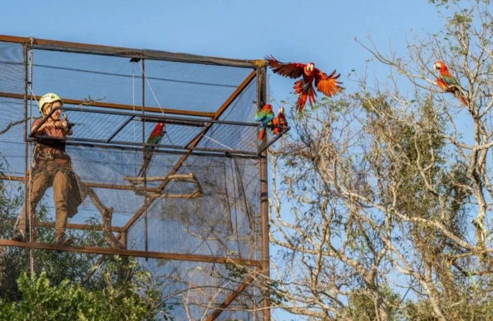 Liberan cinco guacamayos rojos en los Esteros del Iberá.