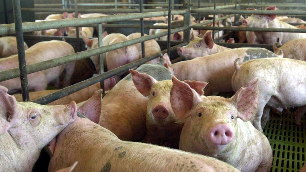 La faena de cerdo fue récord en 2017