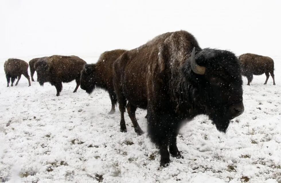 Un bisonte levantó por el aire a una nena de nueve años en un parque de Estados Unidos. (AP)