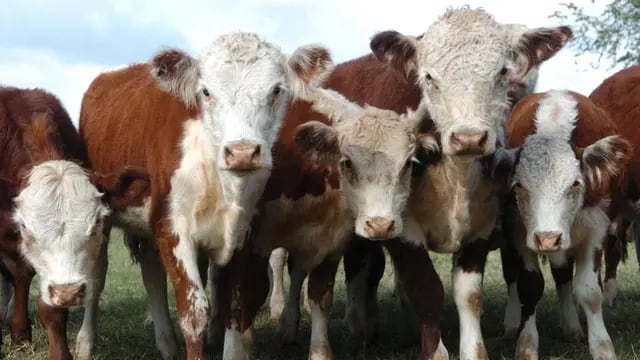 En grupo. El plan de incentivo a la ganadería en Córdoba generó 36 grupos con más de 600 productores (La Voz).
