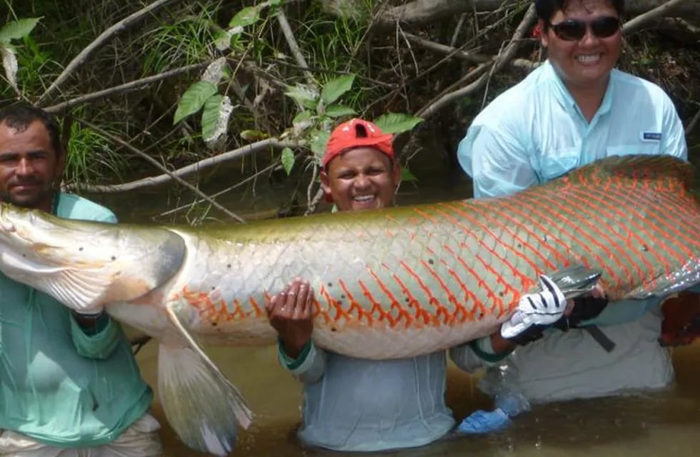 Pirarucú, el pez gigante de la Amazonía.
