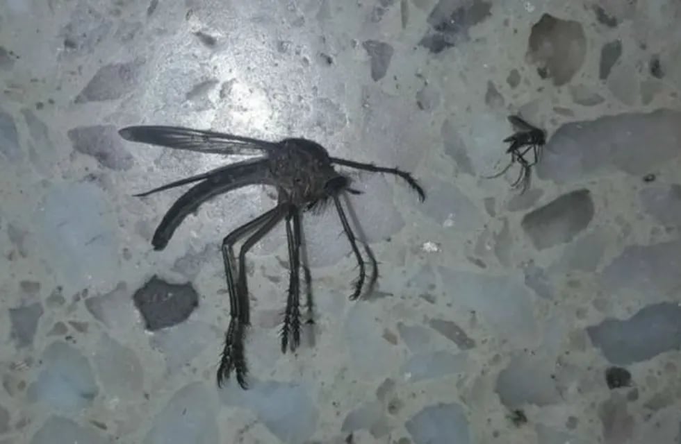 Mosquito gigante en Córdoba.