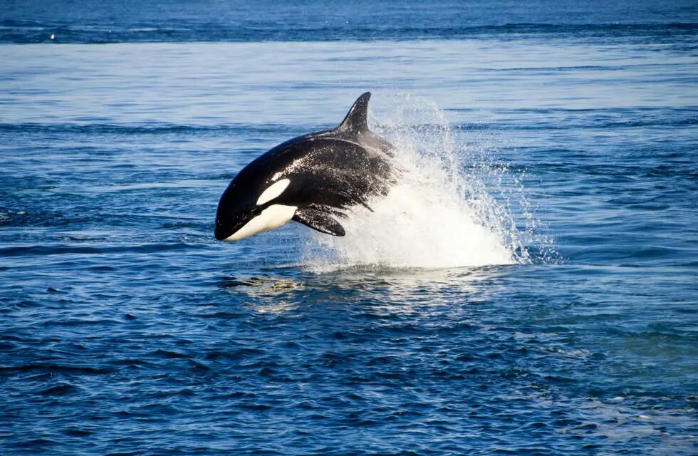 En marzo es la temporada de orcas y desde la Península Valdés lo festejan con algunas actividades.