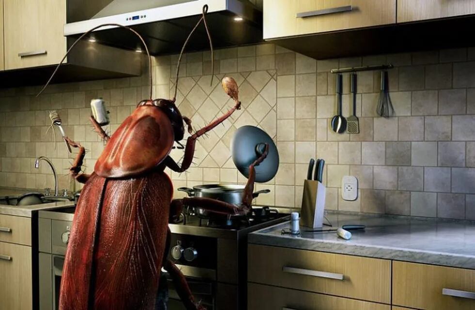 cucarachas en la cocina