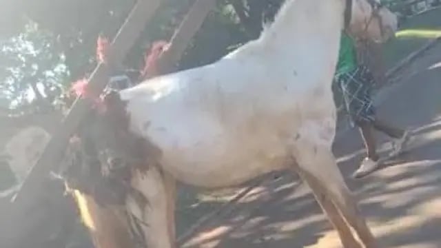 Candelaria: vecina filmó cuando un caballo era maltratado y lo denunció por redes sociales