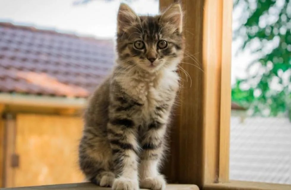 Tiene 11 años, quiere un gato y le envió un genial video a sus padres para que la dejen adoptar uno (Foto: web)