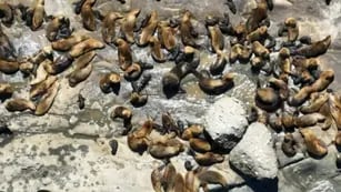 Se registró récord de nacimientos de lobos marinos en Punta Marqués