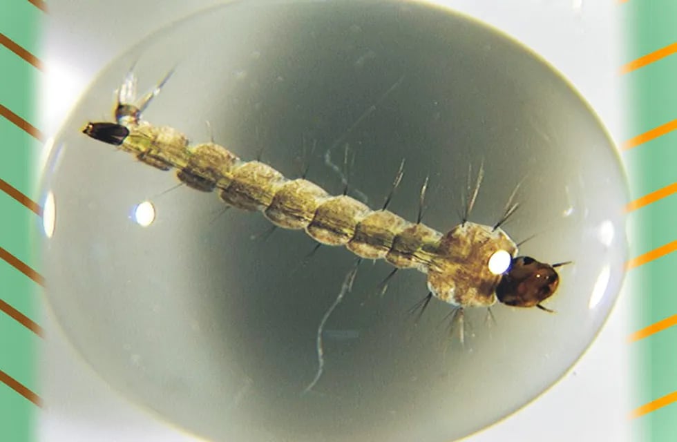 Una larva de Aedes aegypti, el mosquito transmisor del dengue.