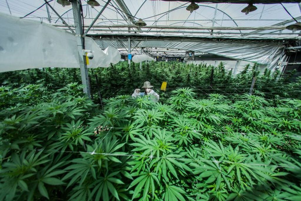 Plantación de cannabis en Israel.
