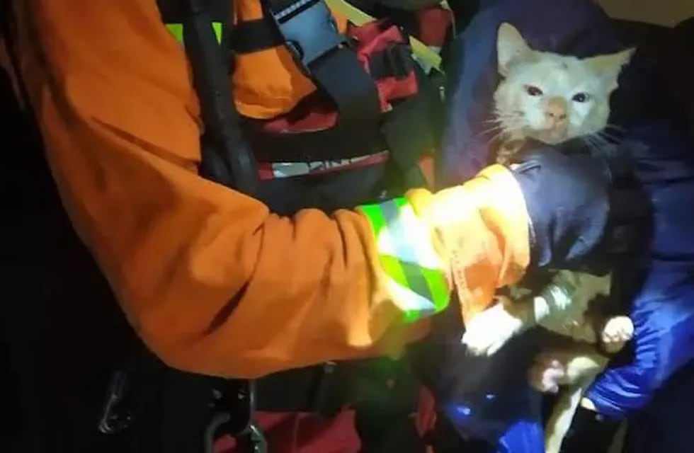 Rescataron a un gato que había caído a un pozo de 15 metros de profundidad en Iguazú.