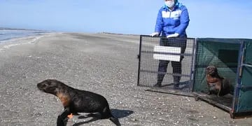 Un envoltorio plástico hirió gravemente un lobo marino en Punta Médanos