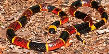 serpiente coral hallada en un domicilio