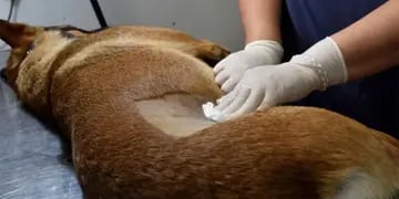 Aprobaron las castraciones veterinarias masivas en Bonpland