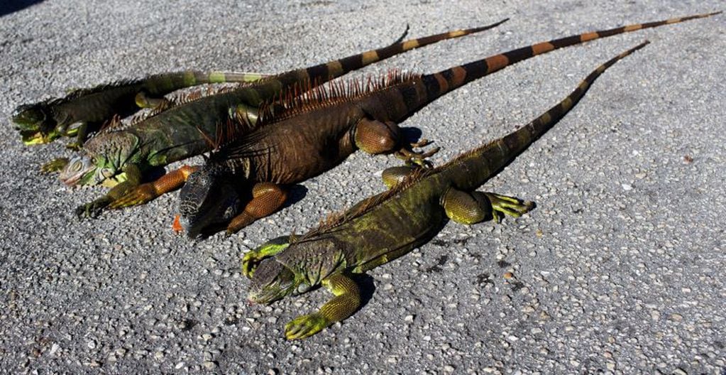 Cold-stunned iguanas are seen following extreme cold weather in Lake Worth, Florida, U.S. January 5, 2018.  REUTERS/Saul Martinez