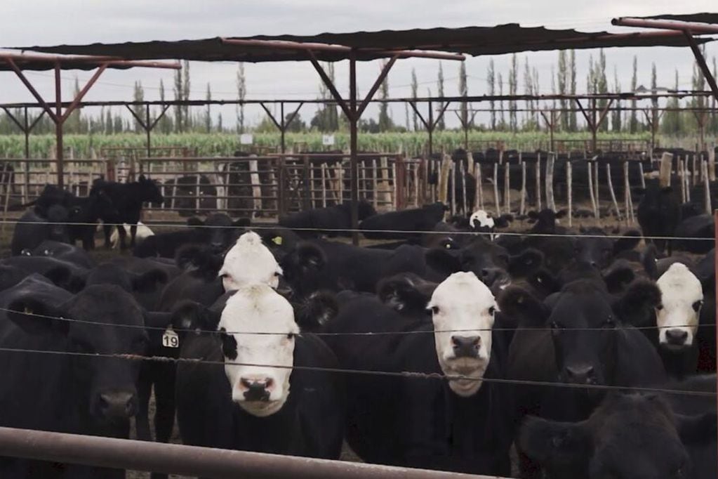 Repaso de toro para renovar la genética del rodeo y tener una mejora