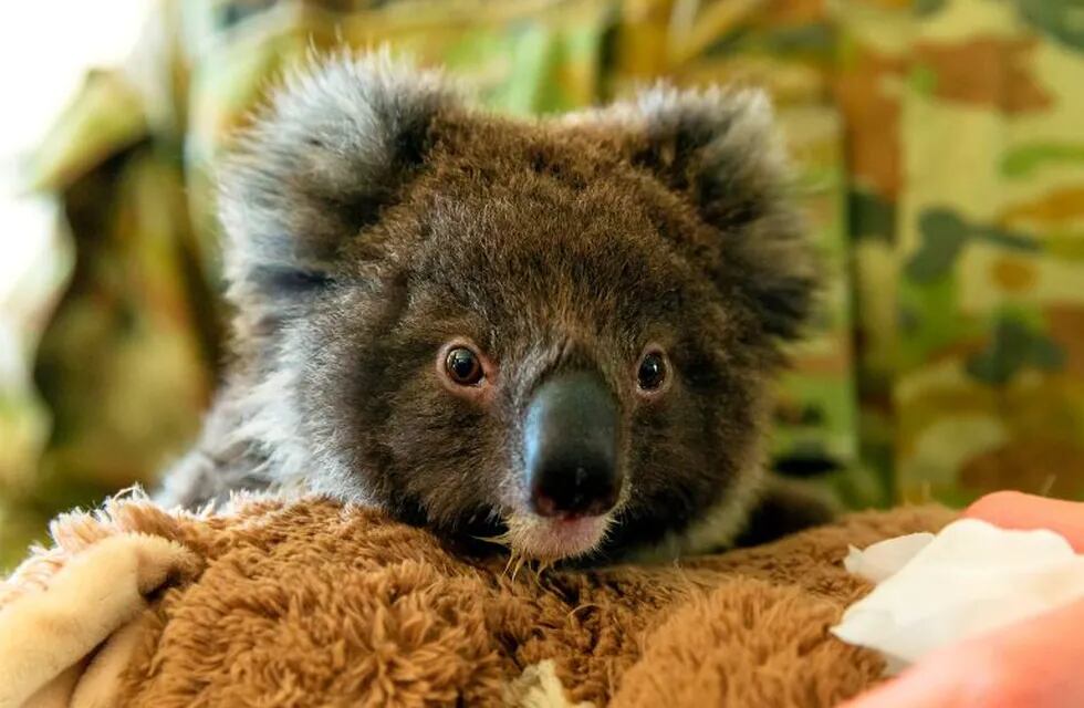 pequeño koala (AFP)