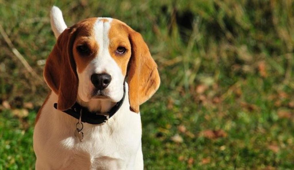 Beagle (Fotografía web)