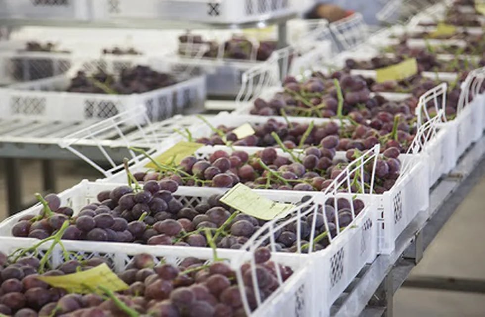 La promoción de las exportaciones vitivinícolas a Brasil ya es un hecho
